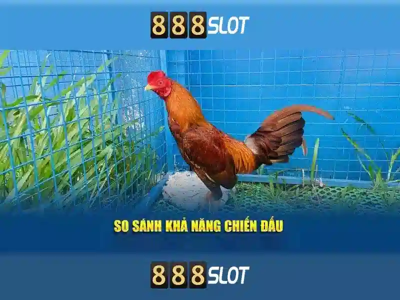 Tong hop cac chuong trinh khuyen mai 888slot hap dan nhat hien nay
